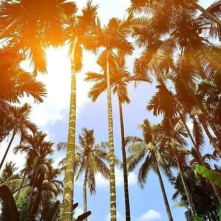 Le Romanesque Szálloda Cannes